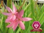 Preview: Spaltgriffel rosa